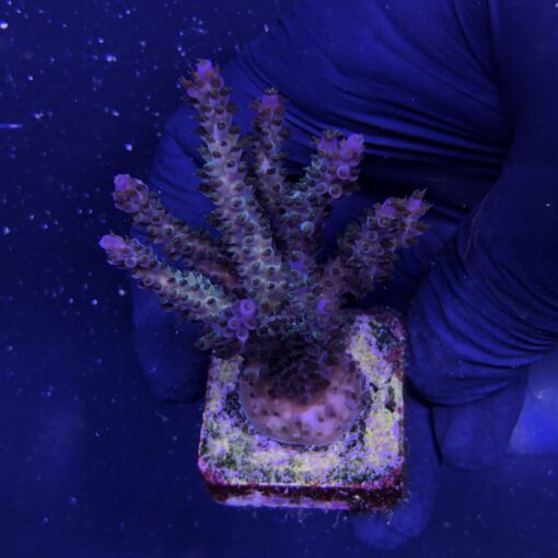 Subulata Purple G