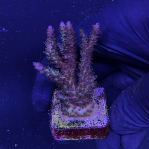 Subulata Purple G