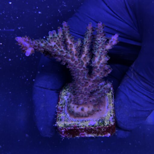 Subulata Purple G