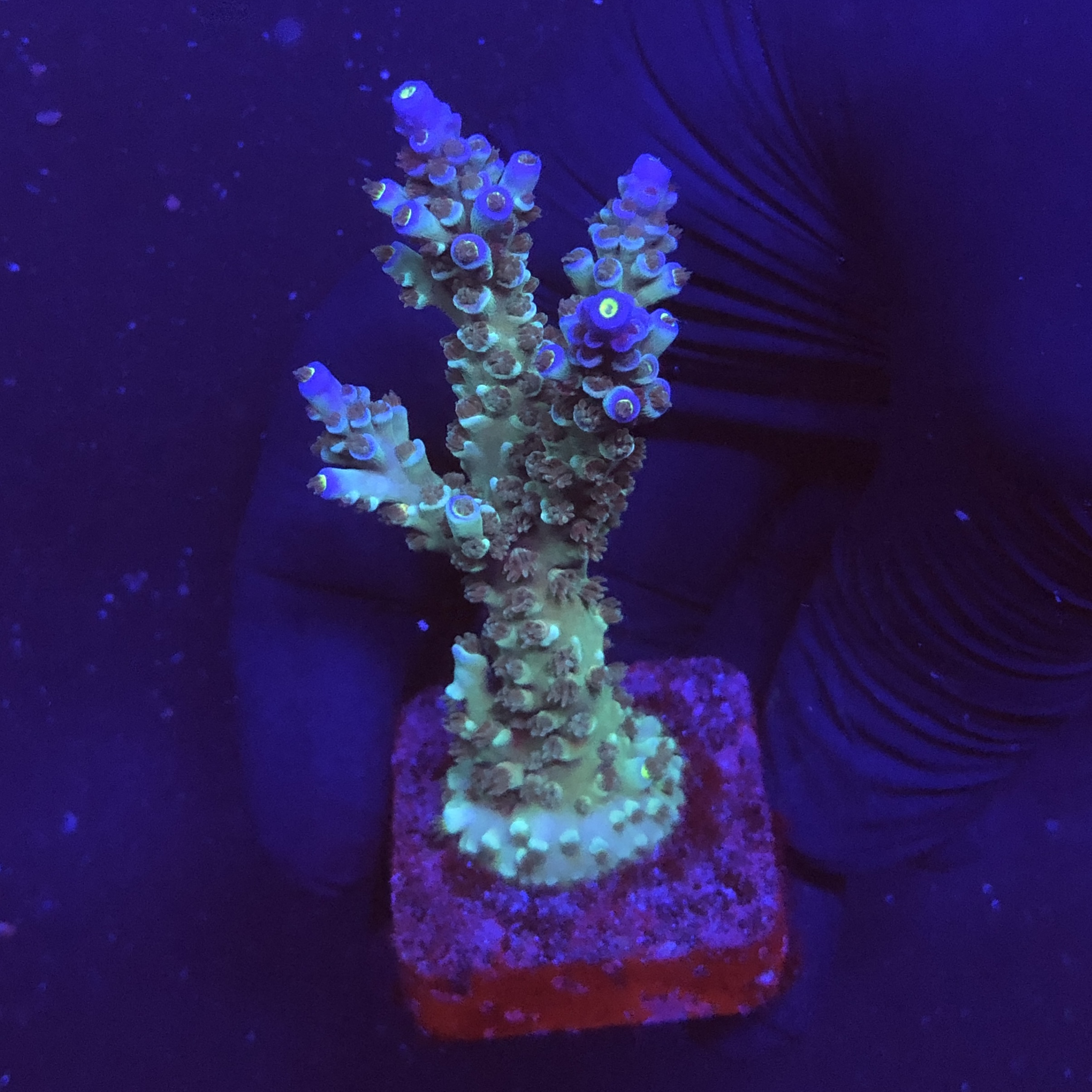 OR Tenuis Blue Ice G