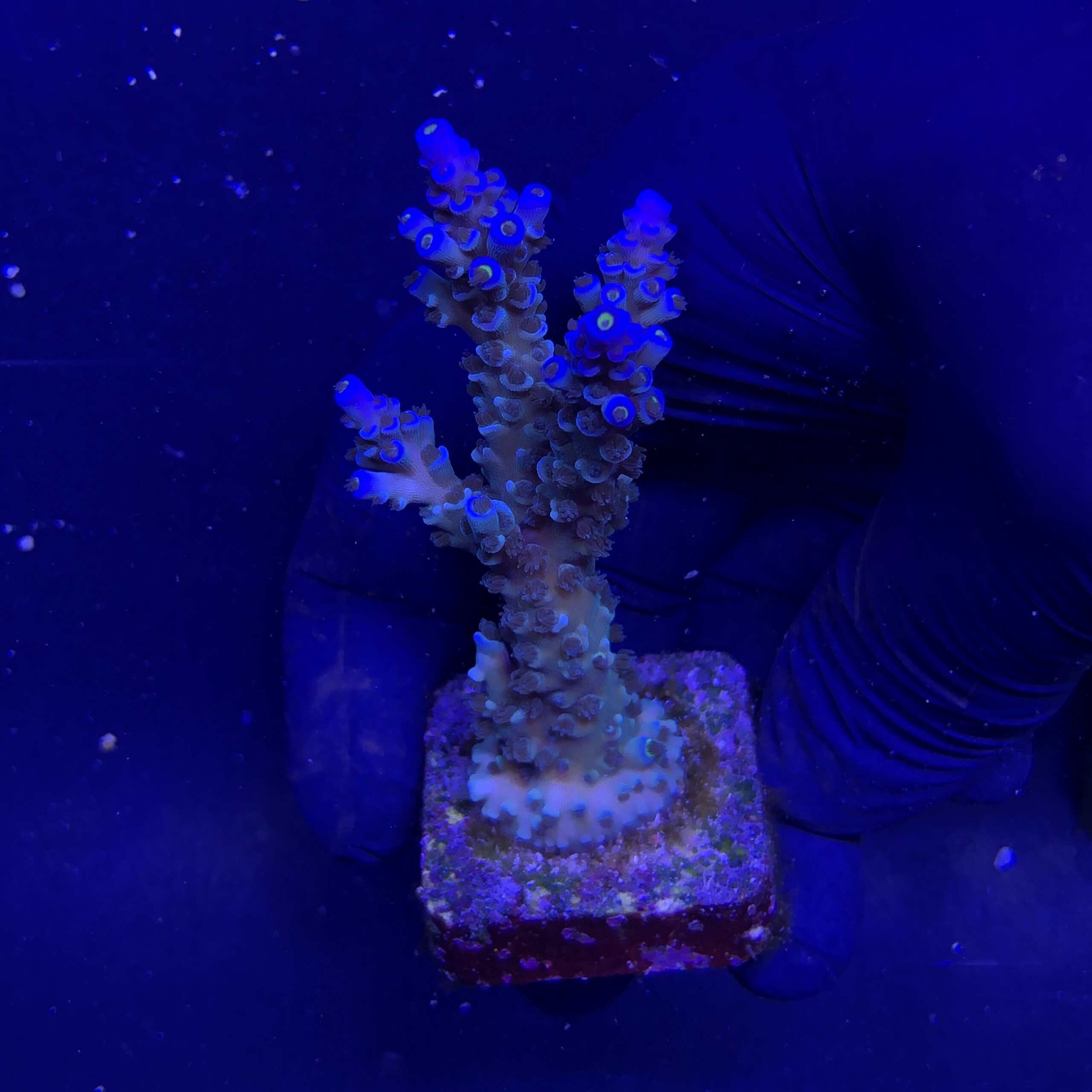 OR Tenuis Blue Ice G - Imagem 2