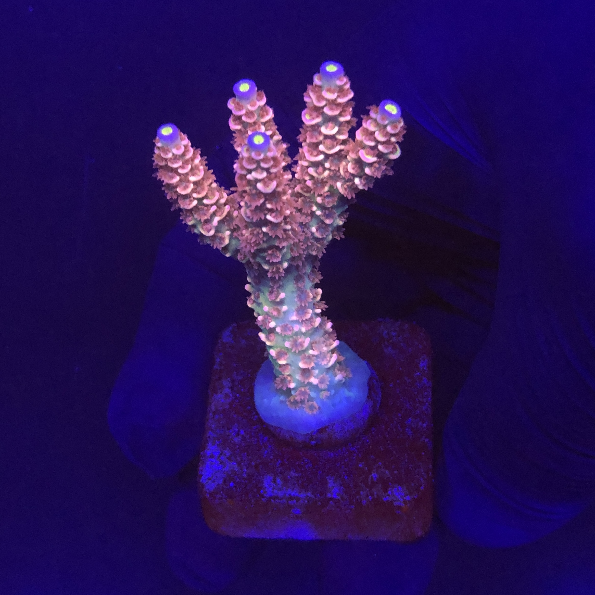 Tenuis Walt Disney M