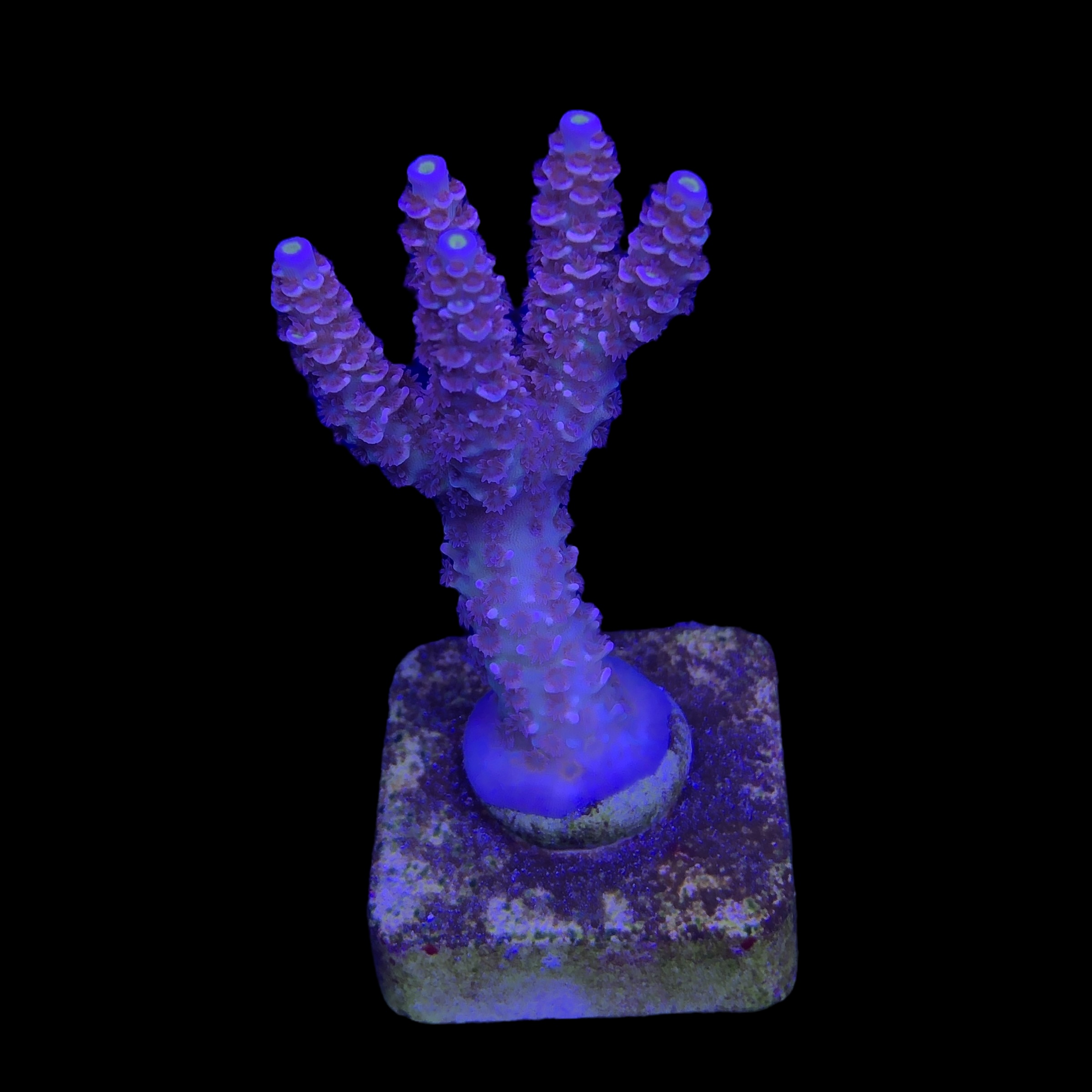 Tenuis Walt Disney M - Imagem 2