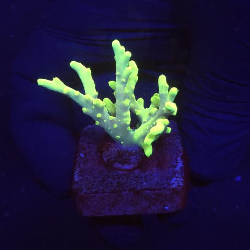 Toxic Green M