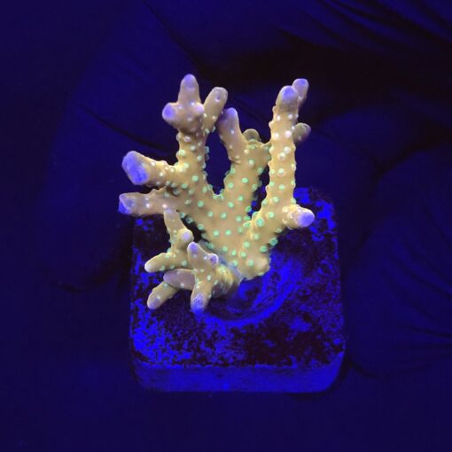 Tropicana Anacropora M