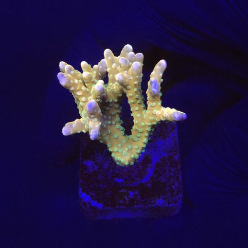 Tropicana Anacropora M