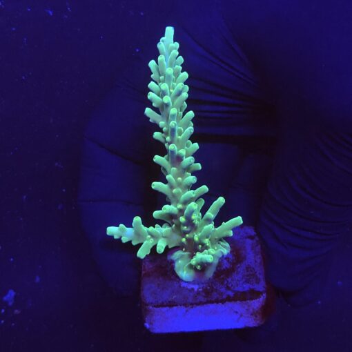 Turak Green M