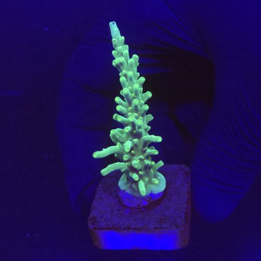 Turak Green M