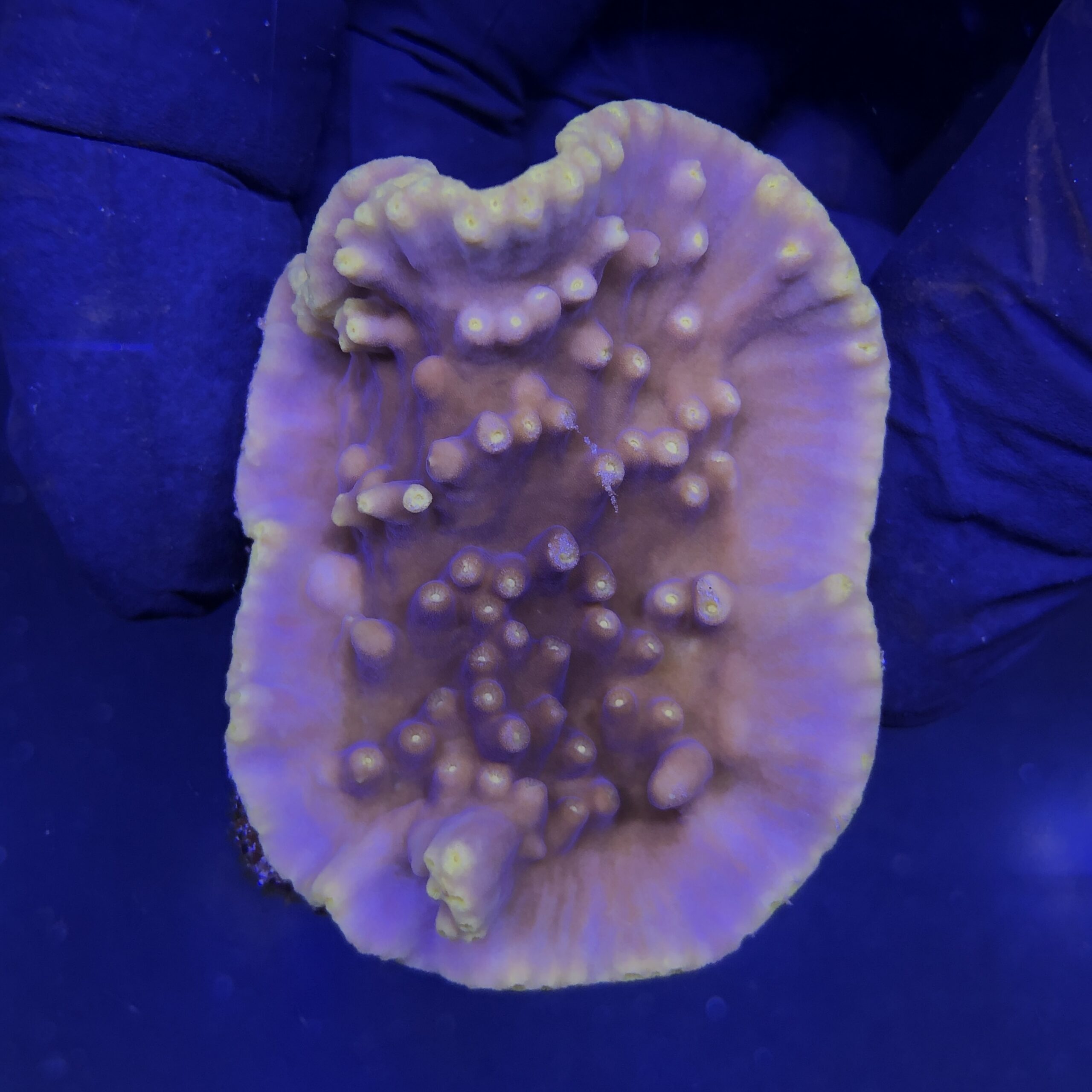 T171M Turbinária Yellow M