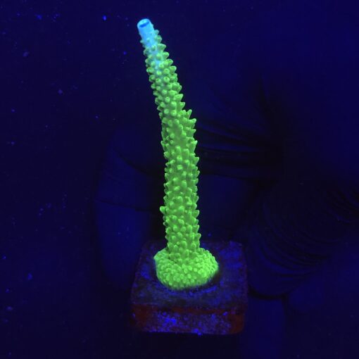 Yongei Green Blue Tips G