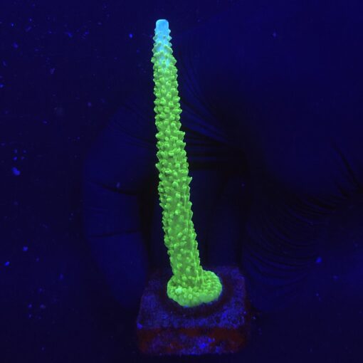 Yongei Green Blue Tips G