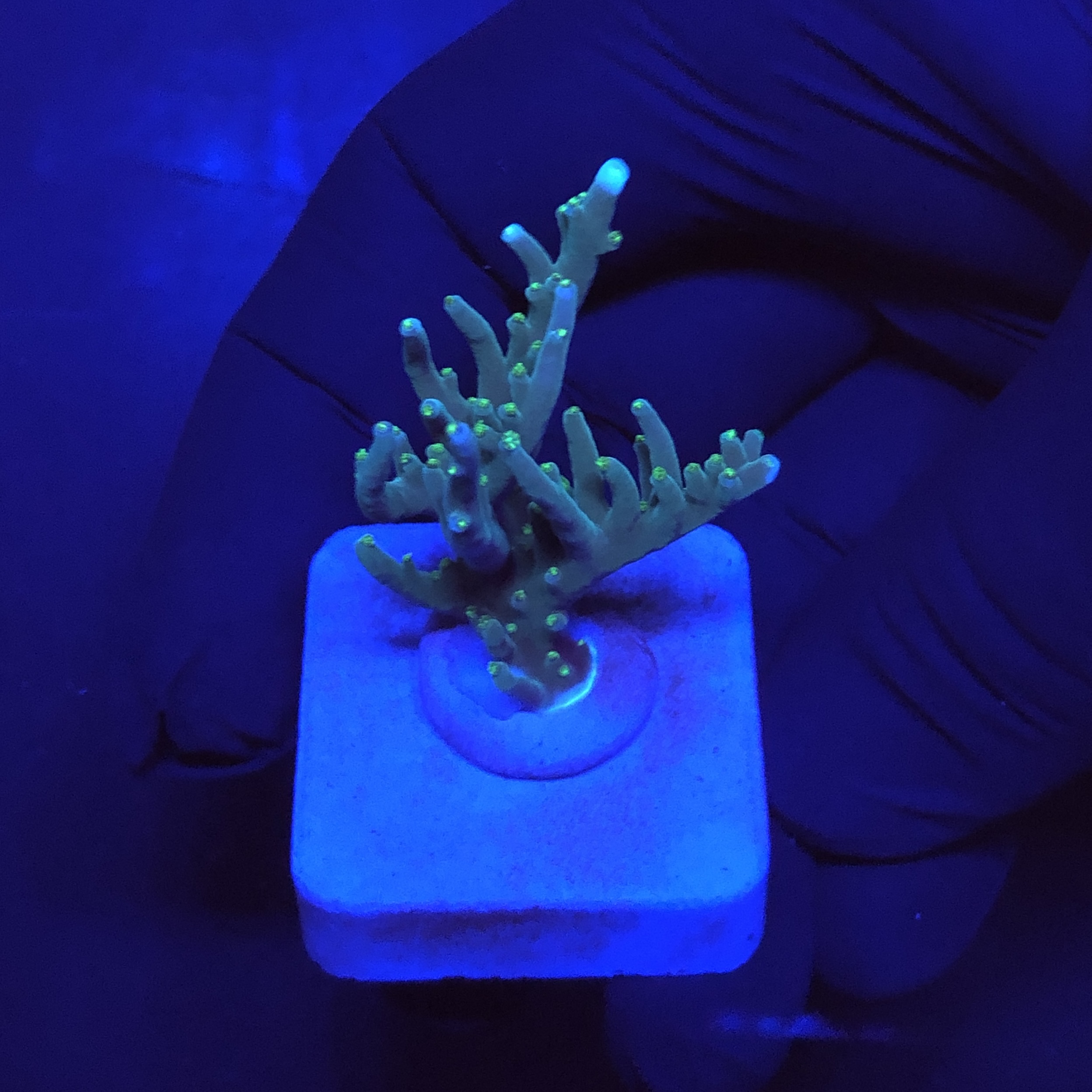 Australian Delicate M