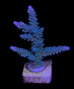 Blueberry Mini Colônia