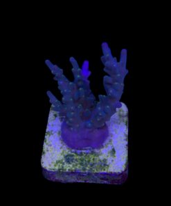 Caroliniana Purple Neon Polyps M