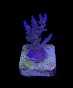 Caroliniana Purple Neon Polyps M