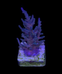 Caroliniana Purple Neon Polyps M