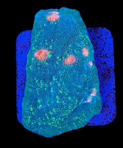 Chalice Green Orange Eye M