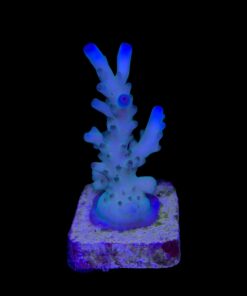 Granulosa Northen Light M