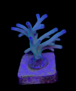 Granulosa Northen Light M