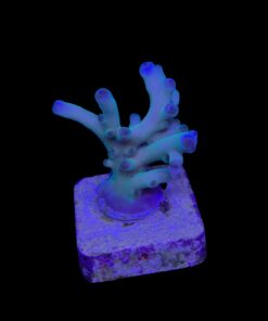 Granulosa Northen Light M