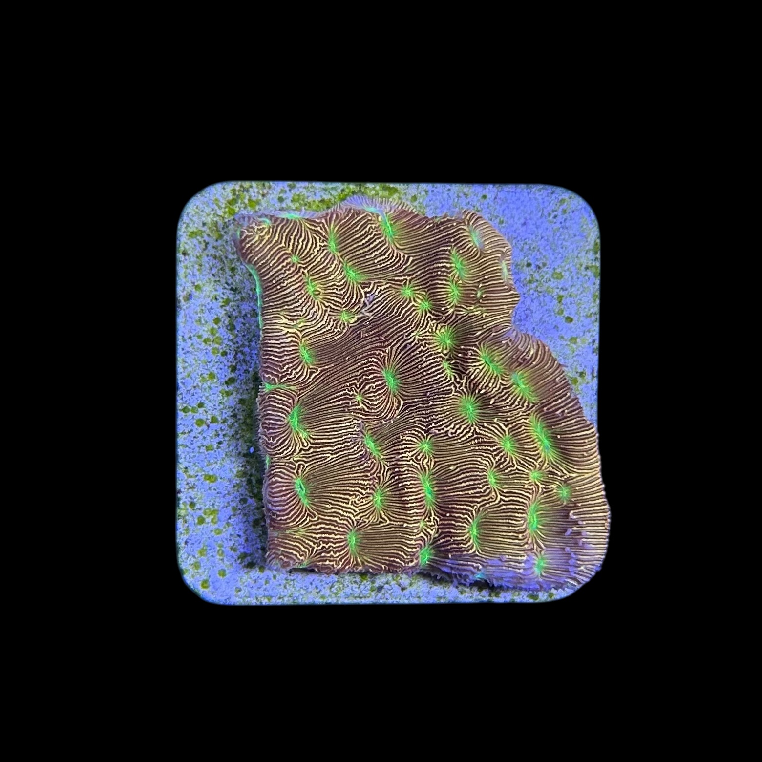 J. F. Leptoseris Lantern M - Imagem 2