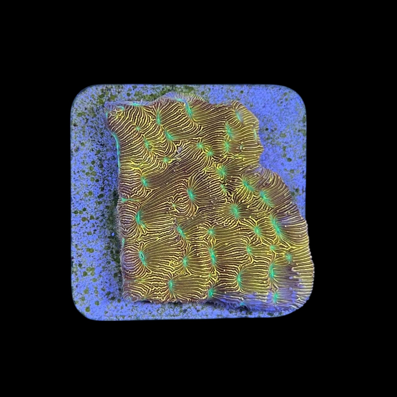 J. F. Leptoseris Lantern M