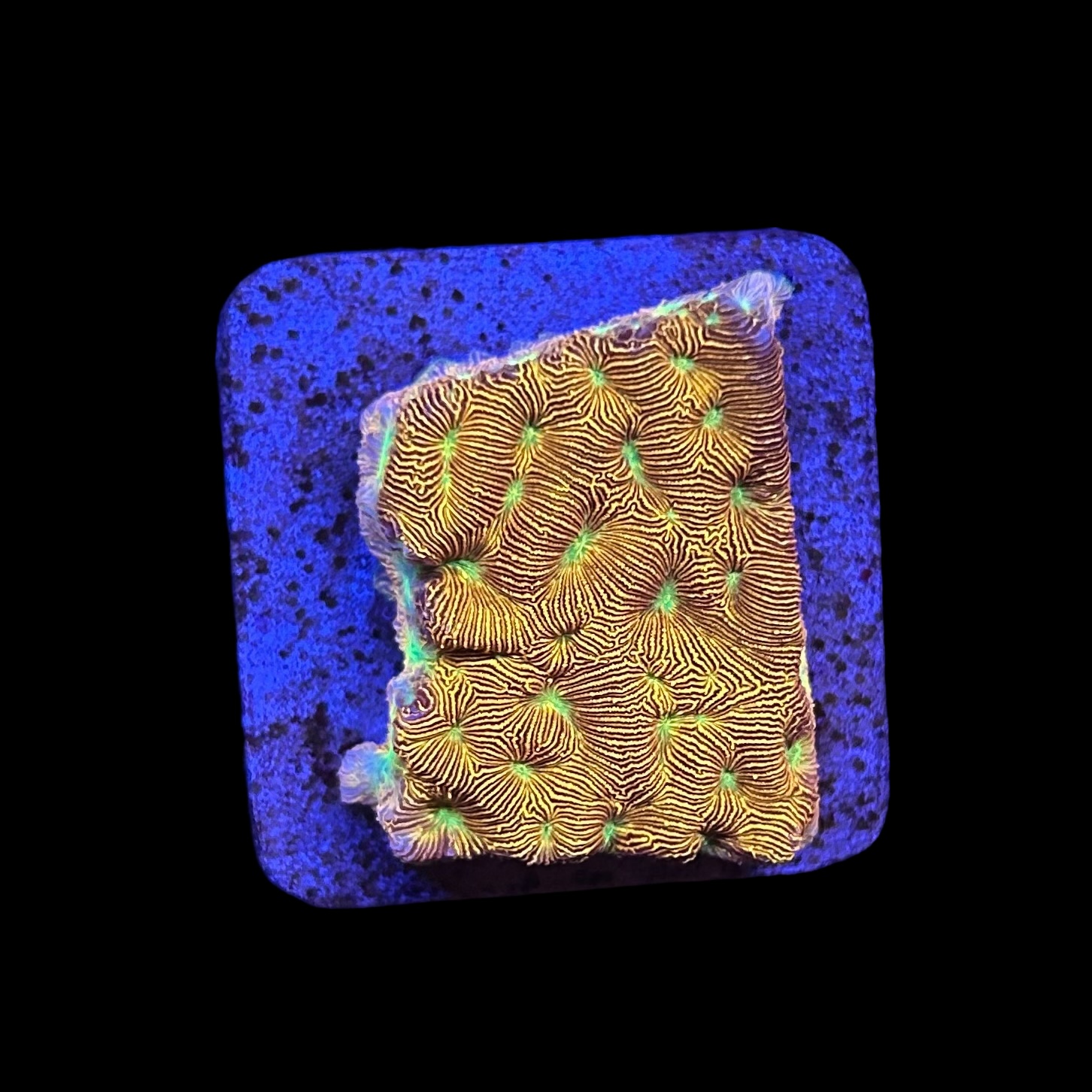 J. F. Leptoseris Lantern M