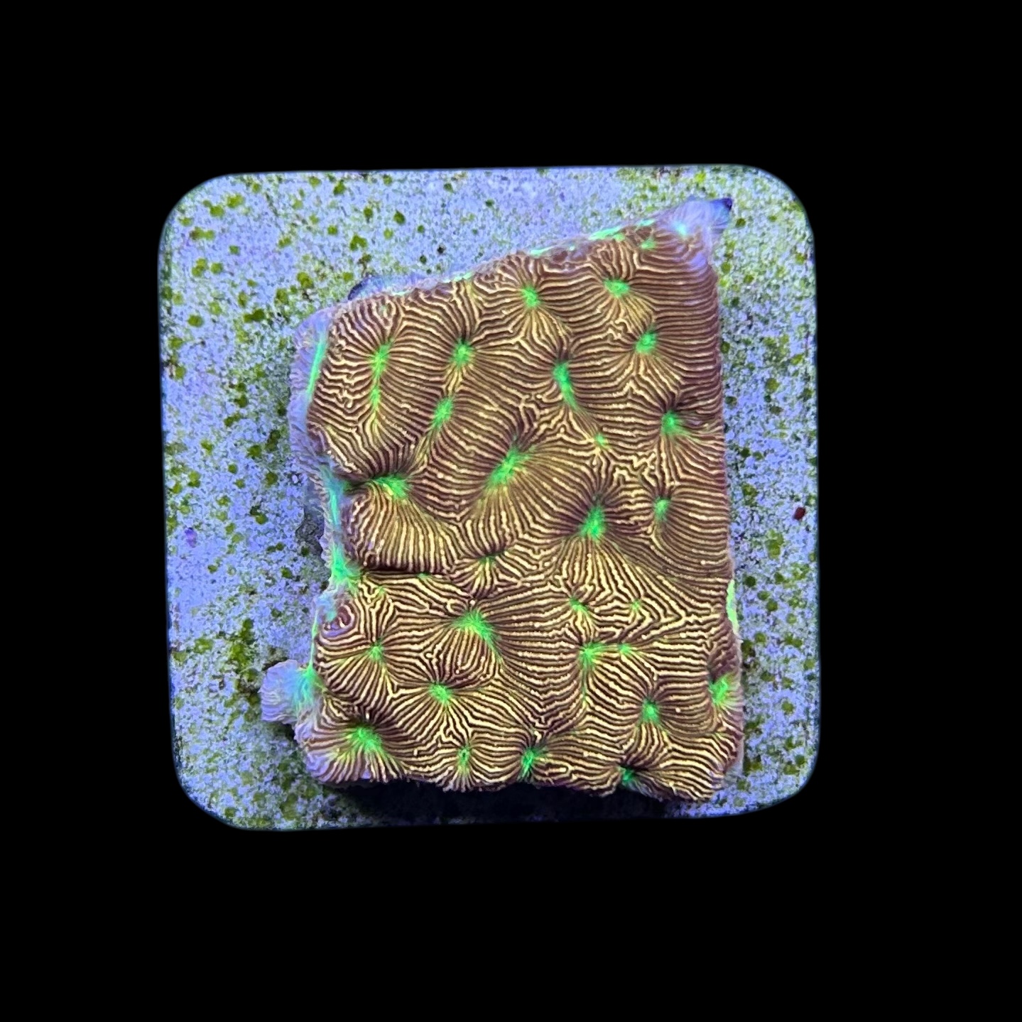 J. F. Leptoseris Lantern M - Imagem 2