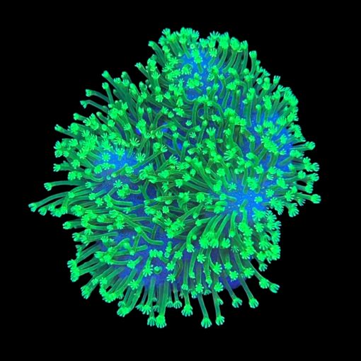 Leather Umbrella Green Neon Polyps M