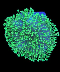 Leather Umbrella Green Neon Polyps M