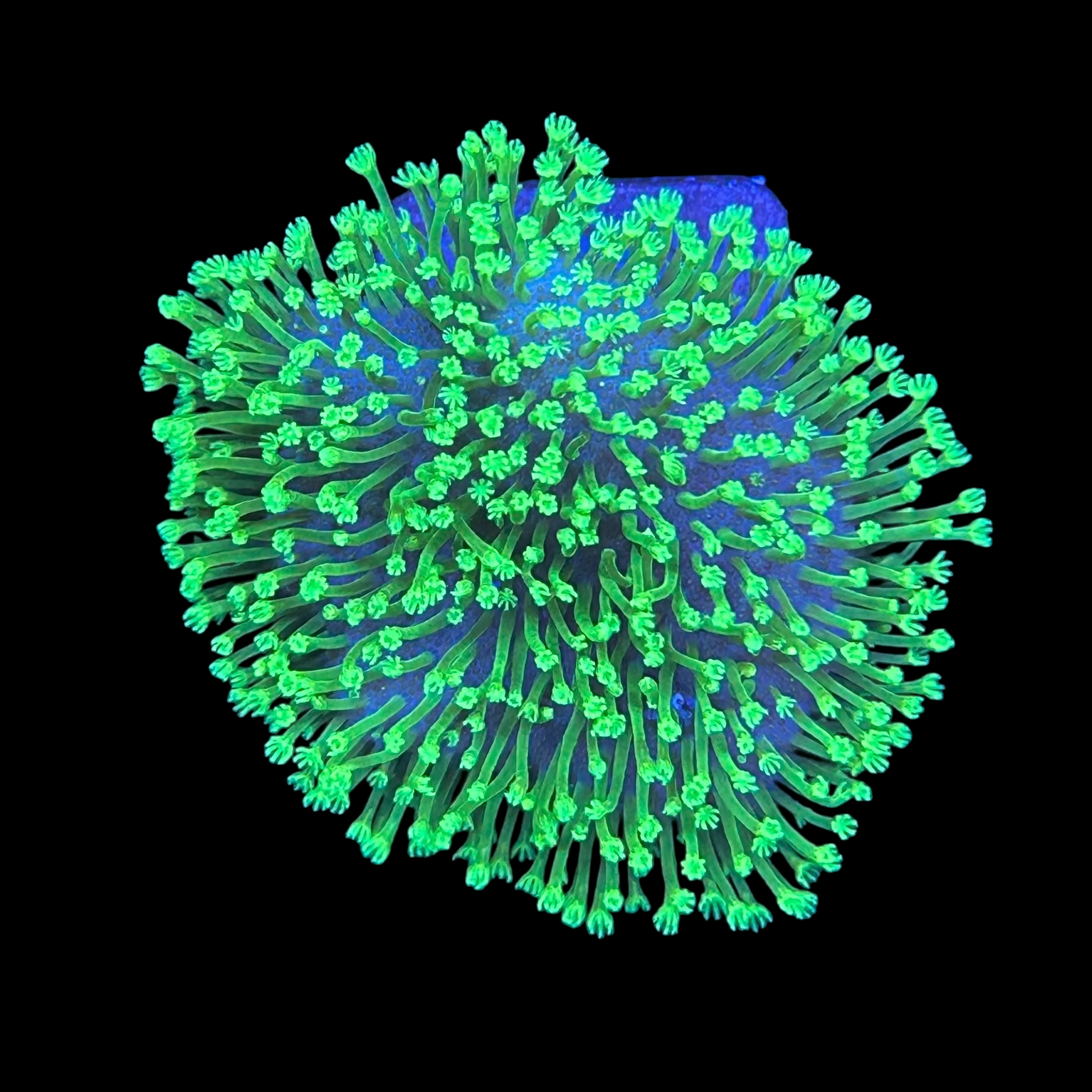 Leather Umbrella Green Neon Polyps M