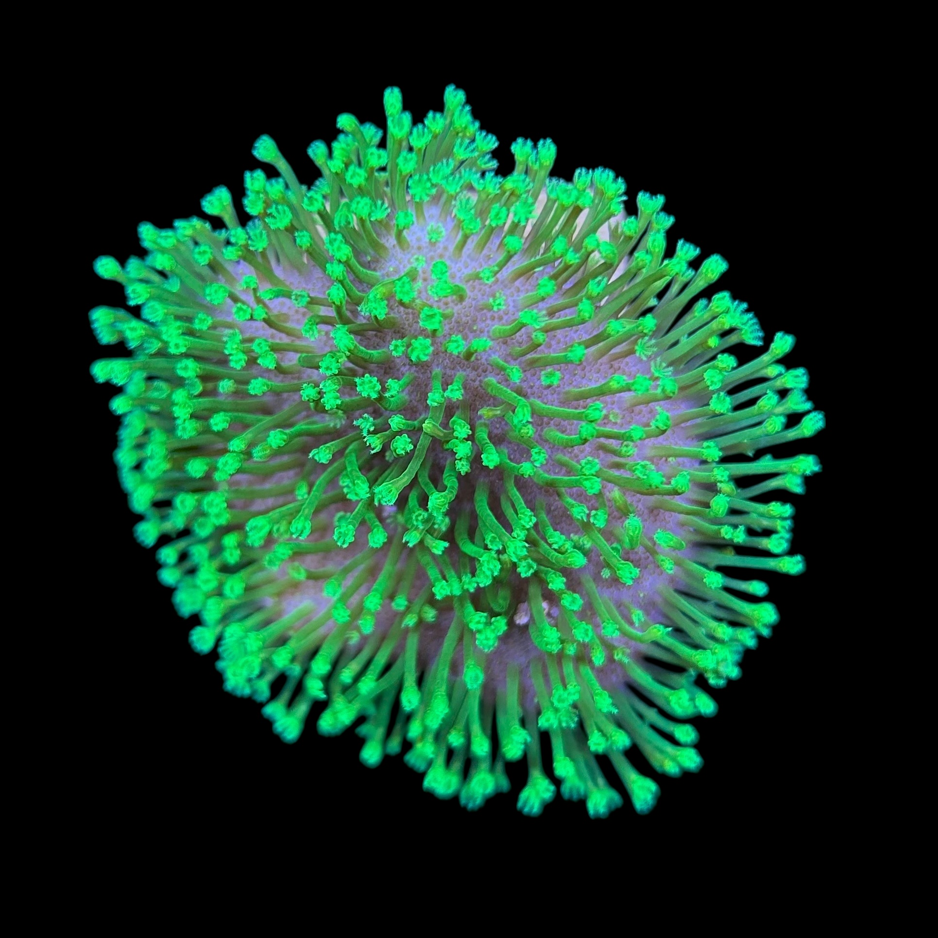 Leather Umbrella Green Neon Polyps M - Imagem 2