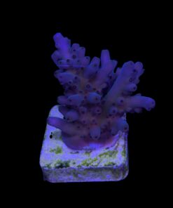 Lokani Purple Monster M