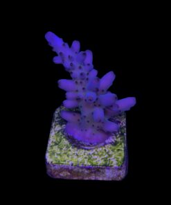 Lokani Purple Monster M