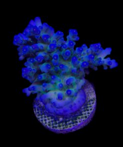 Lorips Blue Tips Mini Colônia