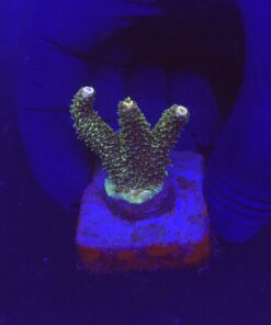 Millepora Blaze M
