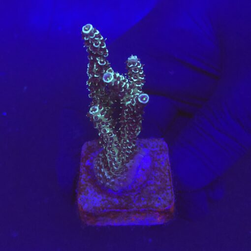 Millepora Blue G