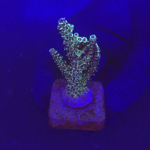 Millepora Blue G