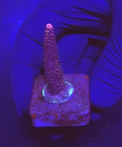 Millepora Pink M