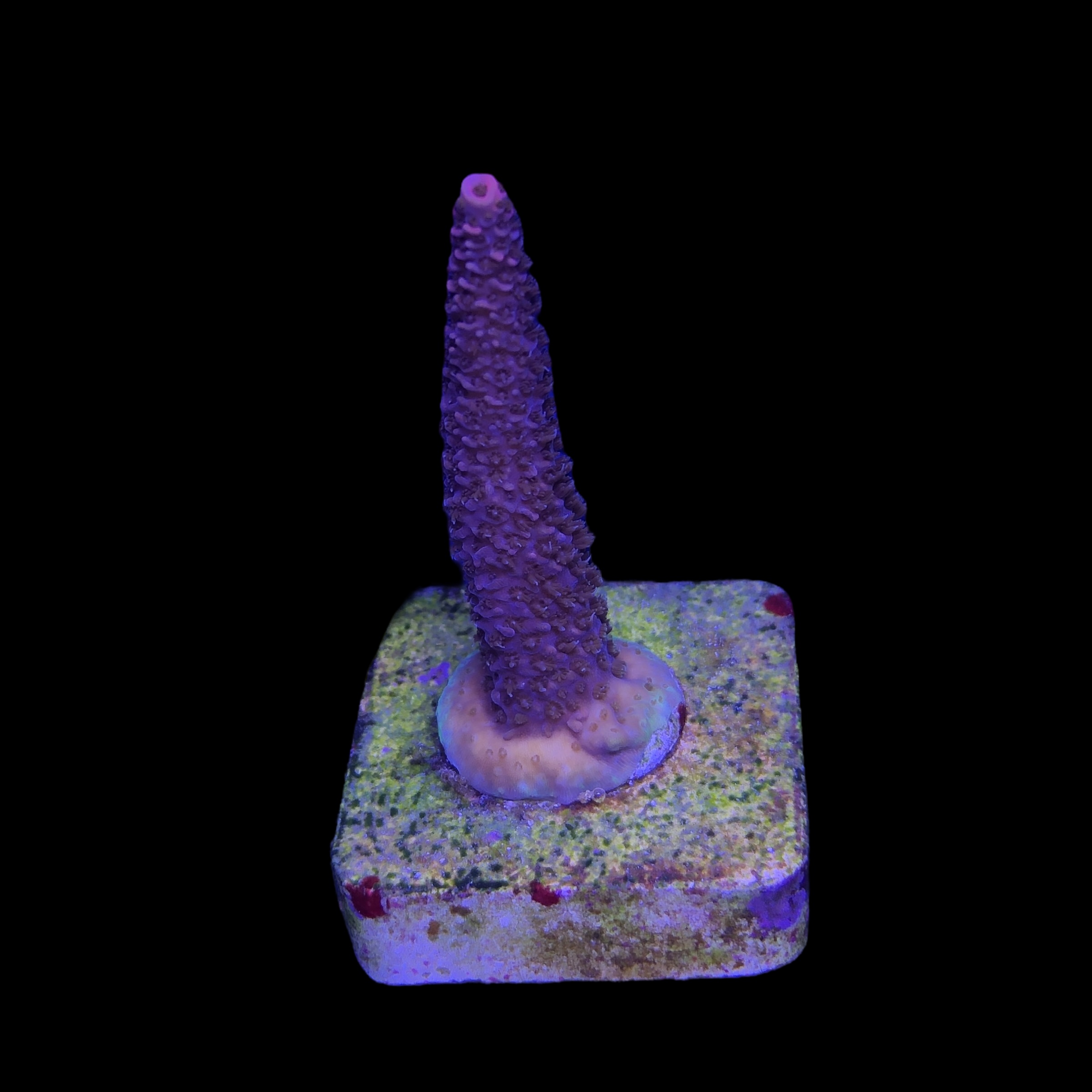 Millepora Pink M - Imagem 2