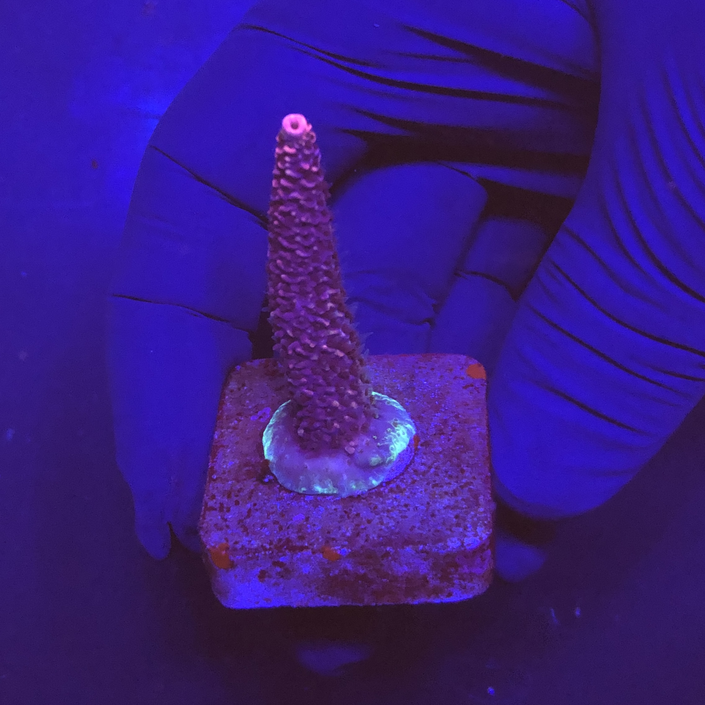 Millepora Pink M