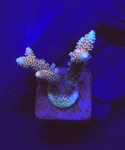 Millepora Tricolor M
