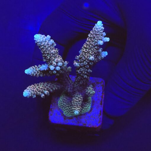 Millepora Tricolor Mini Colônia