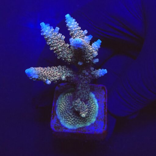 Millepora Tricolor Mini Colônia