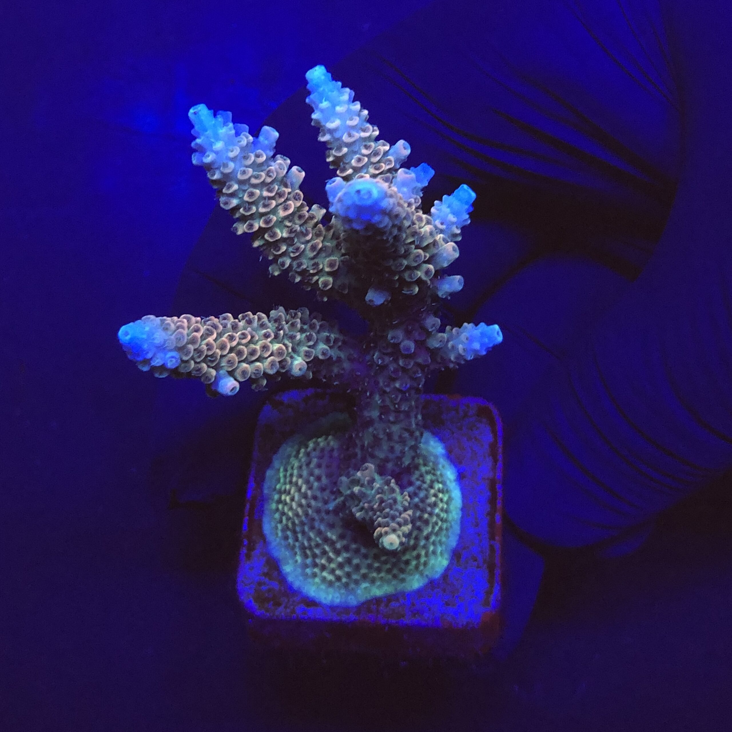 Millepora Tricolor Mini Colônia