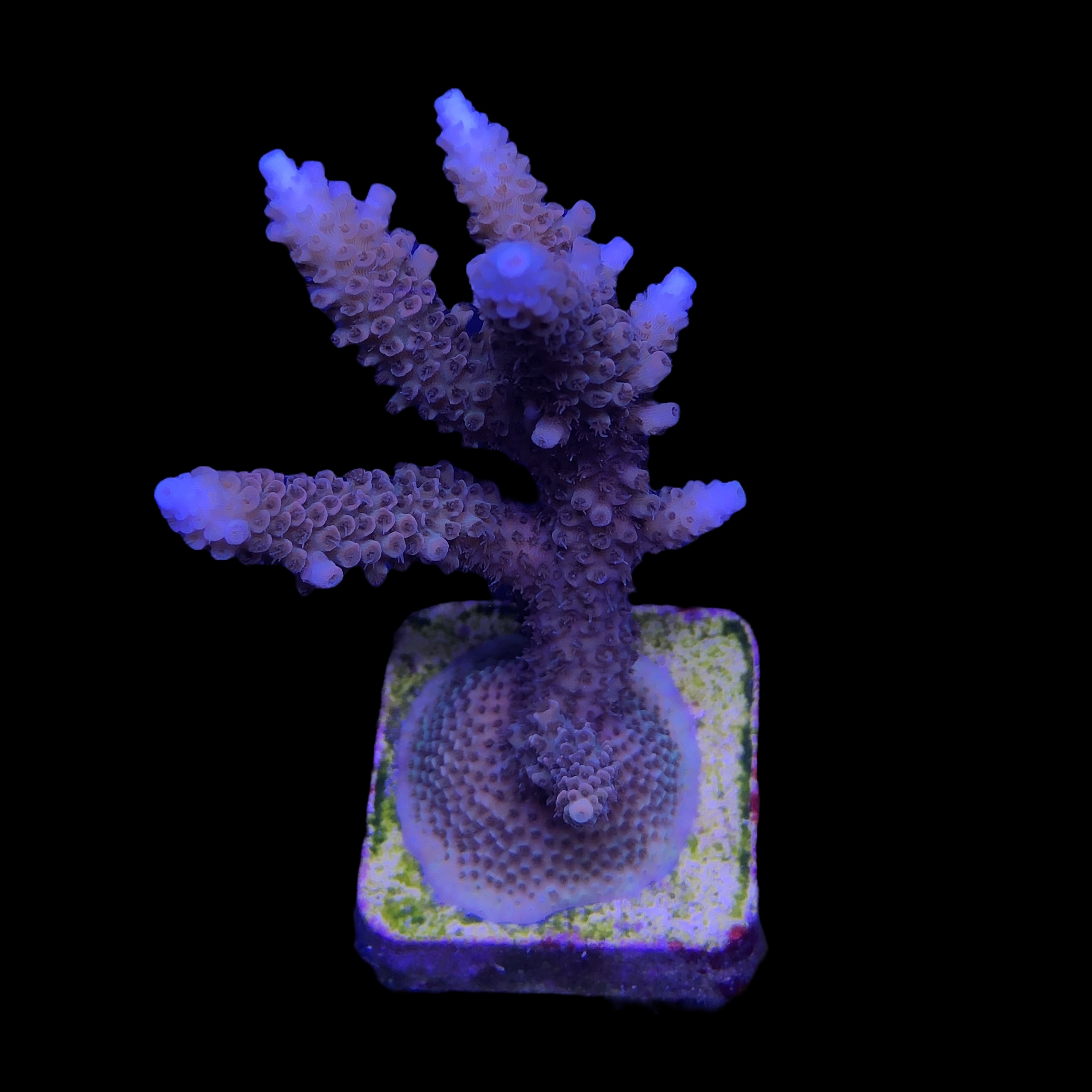Millepora Tricolor Mini Colônia - Imagem 2