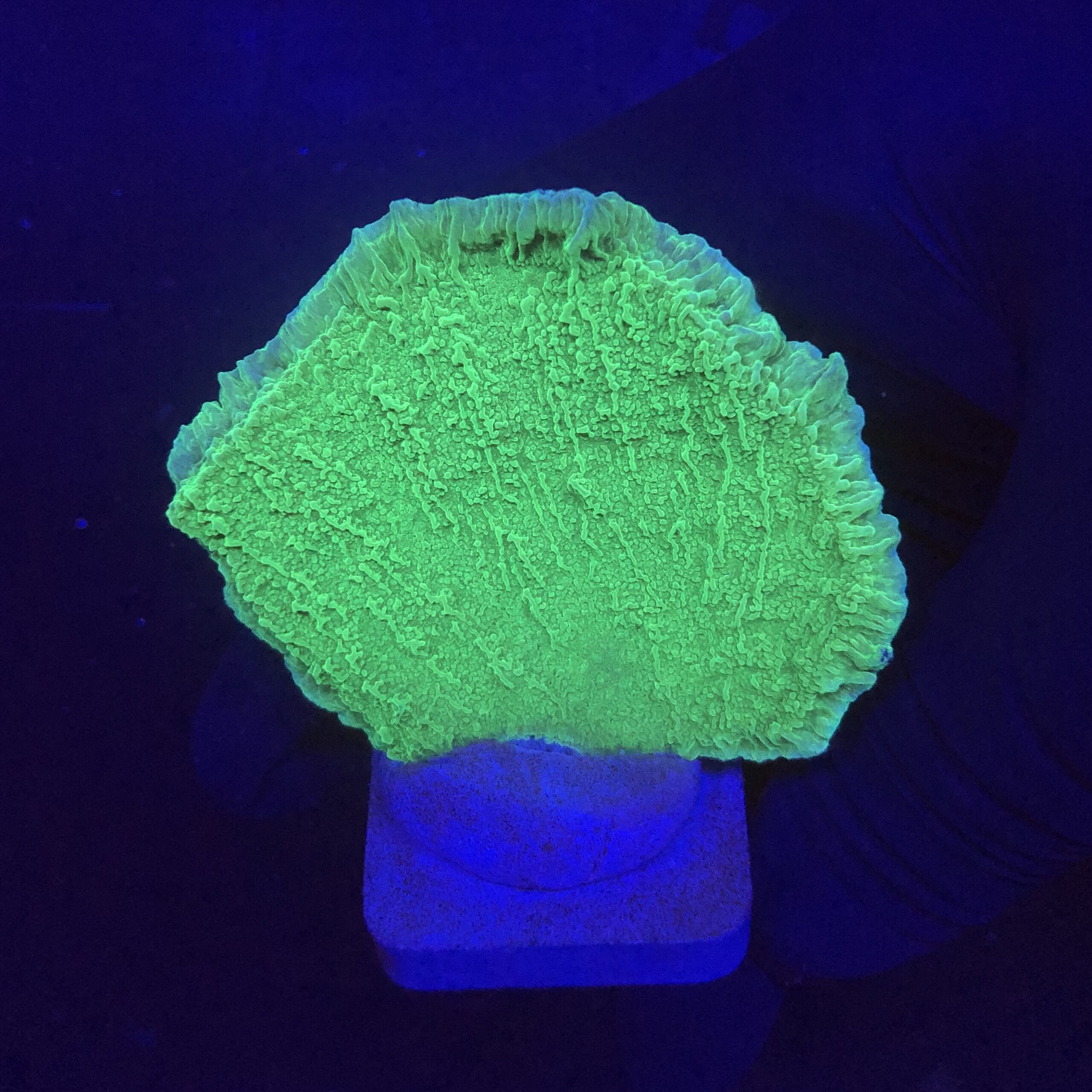 Montipora Capricornio Green M