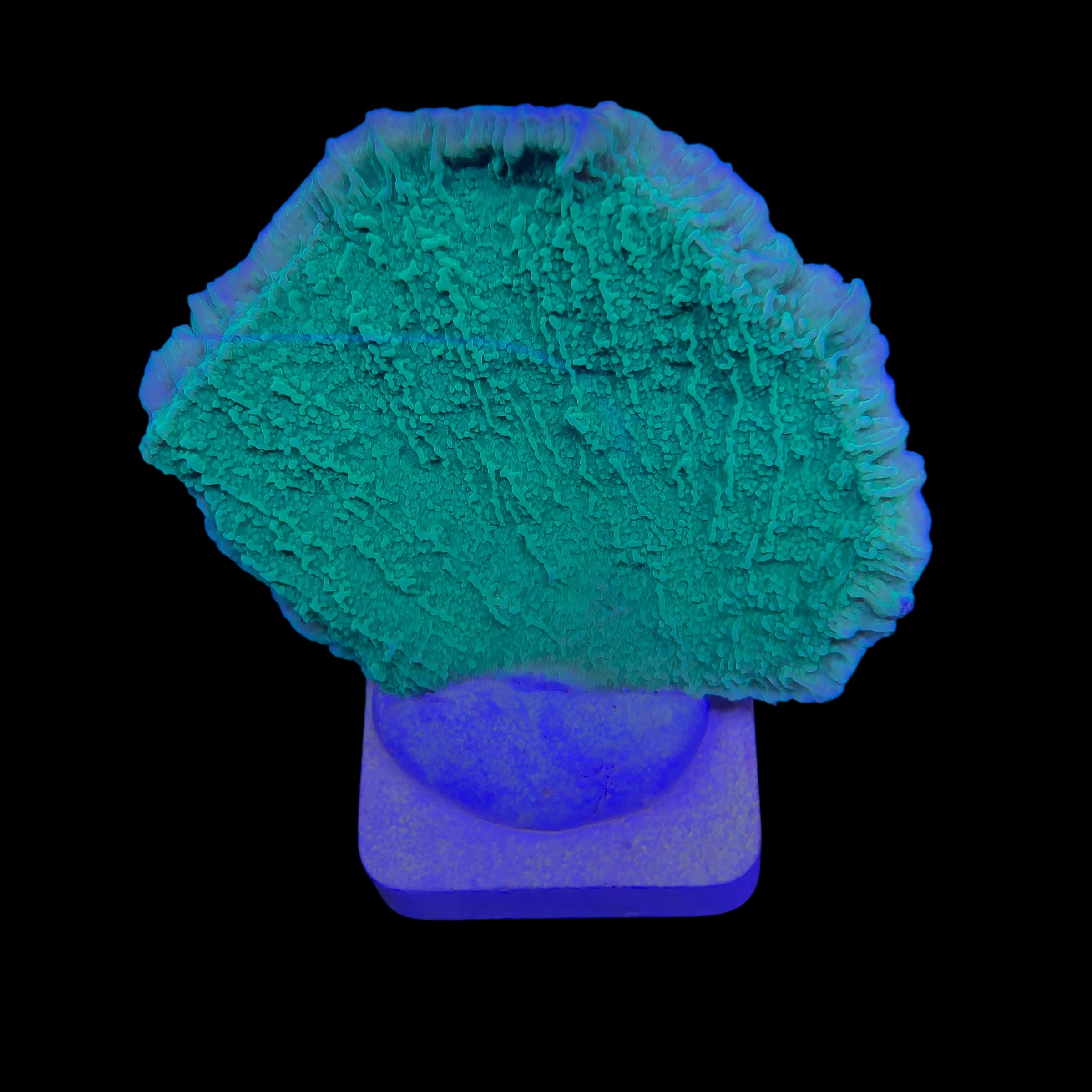 Montipora Capricornio Green M - Imagem 2
