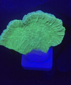 Montipora Capricornio Green M