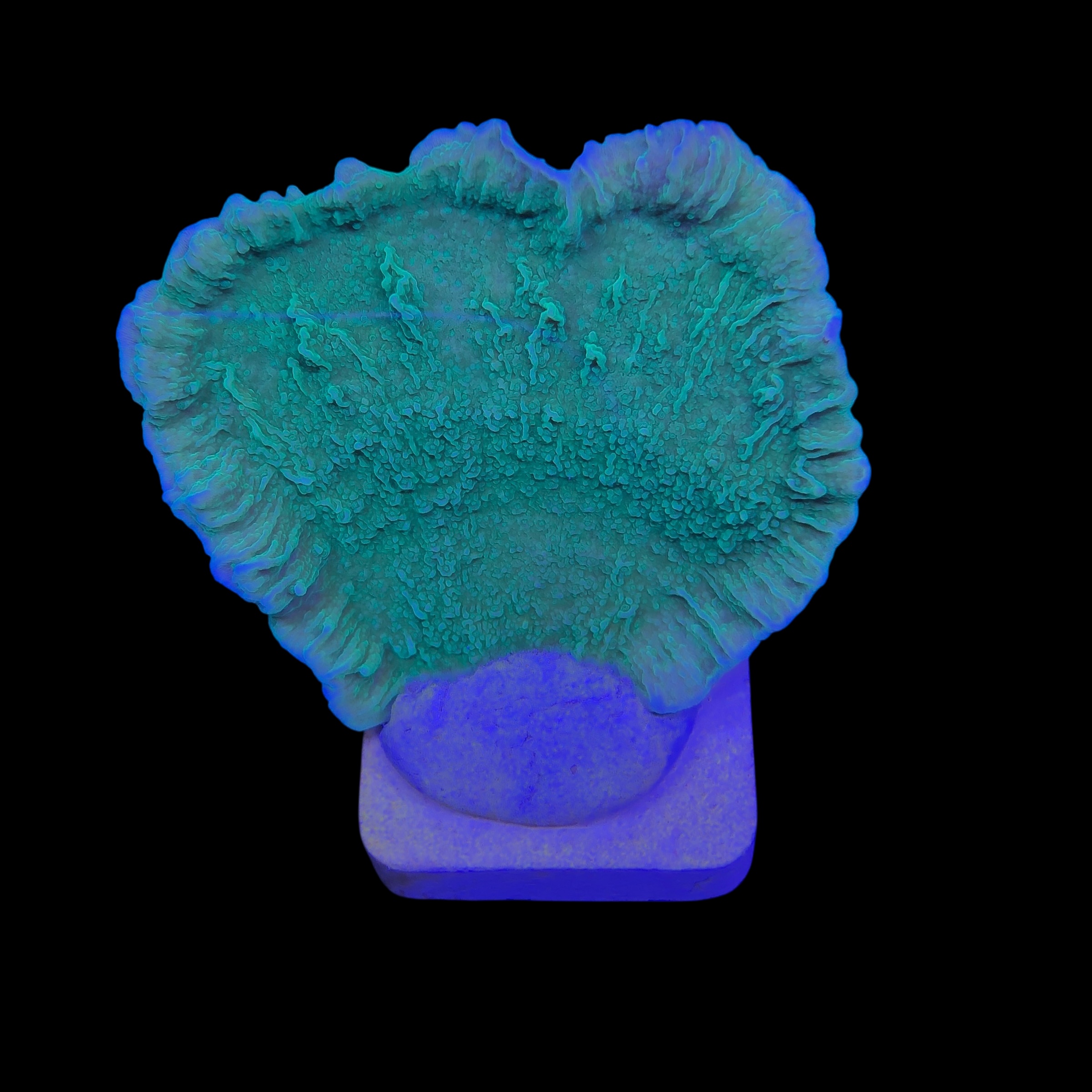 Montipora Capricornio Green M - Imagem 2